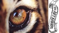 LARGE Realistic Tigers Eye 🐯🎨👁  Acrylic Painting Tutorial Step by Step  |  The Art Sherpa