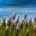 IMG_4921.jpeg