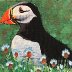 Puffin.jpeg