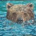 025 Splashy Bear from AA 2021.jpg