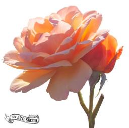 Watercolor Wednesday _ Peach Rose