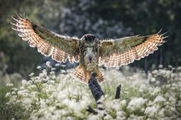 Patron Bird in Flight Part 3 