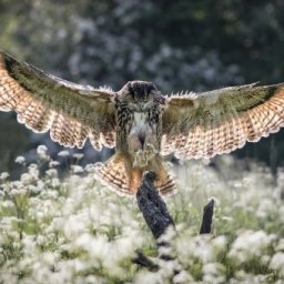 Patron Bird in Flight Part 3 