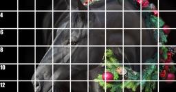 Pre Show Grid  Black Christmas Stallion