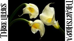 Easy acrylic tutorial | Modern Calla Lilies | Step by Step  | TheArtSherpa