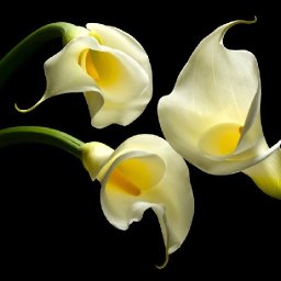 Easy acrylic tutorial | Modern Calla Lilies | Step by Step  | TheArtSherpa