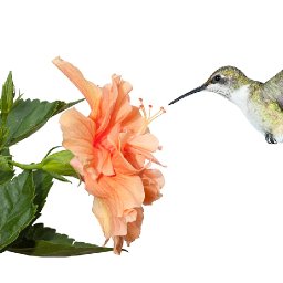 Patron Passionate  Humming bird flower (links will be on your dashboard)