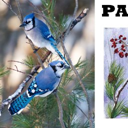 Patron Only Bluejays Part 2 | TheArtSherpa (links are on your dashboard)
