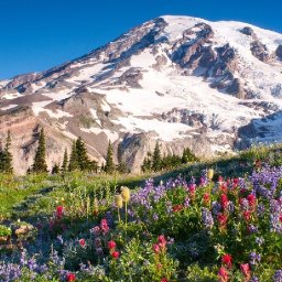 Wildflowers on a majestic mountain acrylic painting tutorial step by step    | TheArtSherpa