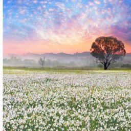 Pink Sunrise wildflower field landscape  step By step acrylic tutorial  | TheArtSherpa