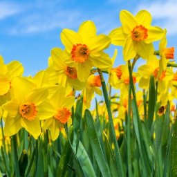 Daffodil Flower painting for Beginners step by step Acrylic tutorial  | TheArtSherpa