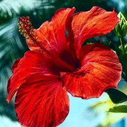 Easy Red hibiscus Tropical Step by step Acrylic tutorial | TheArtSherpa