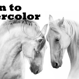 White horses in Watercolor