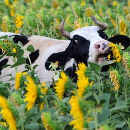 Funny Cow in Sunflowers Step by step Acrylic Painting tutorial | TheArtSherpa