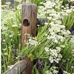 Rustic Wood Fence | Wildflowers | Step by step Tutorial Acrylic | TheArtSherpa