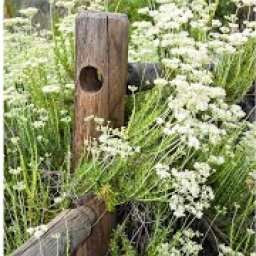 Rustic Wood Fence
