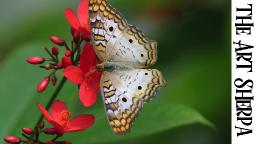 BUTTERFLY ON RED FLOWER Beginners Learn to paint Acrylic Tutorial Step by Step