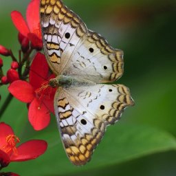 BUTTERFLY ON RED FLOWER Beginners Learn to paint Acrylic Tutorial Step by Step
