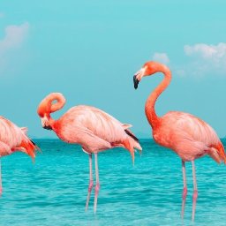 TROPICAL FLAMINGOS Beginners Learn to paint Acrylic Tutorial Step by Step