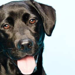 REALISTIC BLACK DOG  Beginners Learn to paint Acrylic Tutorial Step by Step BAQ21