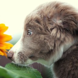 BORDER COLLIE PUPPY WITH SUNFLOWER Beginners Acrylic Tutorial Step by Step BAQ2021 🔴LIVE STREAMING