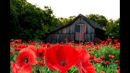 RED POPPY FIELD OLD BARN Beginners Learn to paint Acrylic Tutorial Step by Step LIVE STREAMING