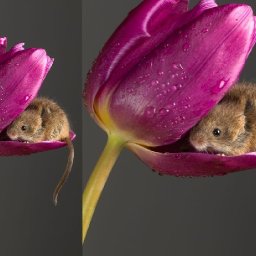 MOUSE IN A TULIP Easy How to Paint Watercolor Step by step | The Art Sherpa