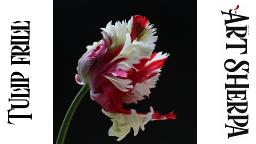 PARROT TULIP FLOWER Beginners Learn to paint Acrylic Tutorial Step by Step