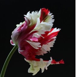 PARROT TULIP FLOWER Beginners Learn to paint Acrylic Tutorial Step by Step