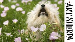 FLUFFY DOG IN FLOWERS BAQ  Beginners Learn to paint Acrylic Tutorial Step by Step