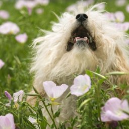 FLUFFY DOG IN FLOWERS BAQ  Beginners Learn to paint Acrylic Tutorial Step by Step