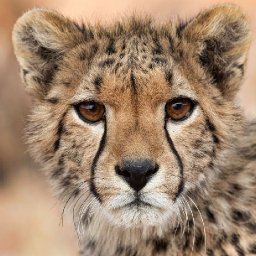 CHEETA FACE AND EYES Beginners Learn to paint Acrylic Tutorial Step by Step
