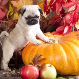 AUTUMN PUMPKIN AND PUGS BAQ  Beginners Learn to paint Acrylic Tutorial Step by Step