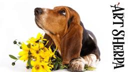 BASSET HOUND  BAQ Beginners Learn to paint Acrylic Tutorial Step by Step