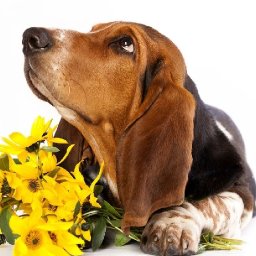 BASSET HOUND  BAQ Beginners Learn to paint Acrylic Tutorial Step by Step