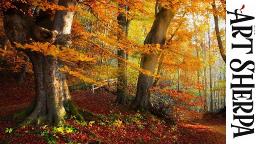 MISTY AUTUMN FOREST Beginners Learn to paint Acrylic Tutorial Step by Step