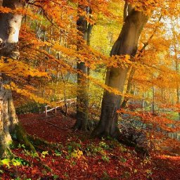 MISTY AUTUMN FOREST Beginners Learn to paint Acrylic Tutorial Step by Step