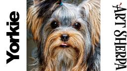 YORKIE Beginners Learn to paint Acrylic Tutorial Step by Step BAQ