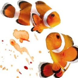 CLOWNFISH Easy How to Paint Watercolor Step by step | The Art Sherpa