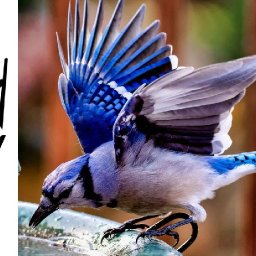 BLUE JAY BIRD BATH | Beginners Acrylic Tutorial Step by Step | The Painted Bird Hop