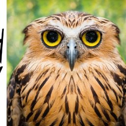 EASY GRUMPY OWL | Beginners Acrylic Tutorial Step by Step | The Painted Bird Hop