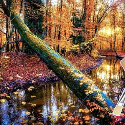 Autumn Forest Sunset Stream Fallen Tree Beginners Learn to paint Acrylic Tutorial Step by Step