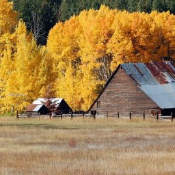 Fall Barn Expressive Easy How to Paint Watercolor Step by step | The Art Sherpa