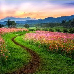 Cosmo Flower Field at Sunset Beginners Learn to paint Acrylic Tutorial Step by Step