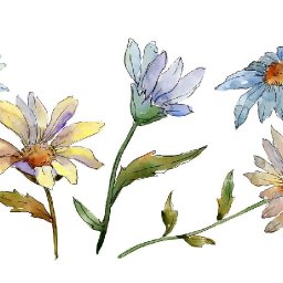 VERY Easy Line and Wash Flowers  How to Paint Watercolor Step by step | The Art Sherpa