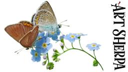 Forget Me not flowers and butterflies Easy How to Paint Watercolor Step by step | The Art Sherpa