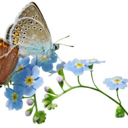 Forget Me not flowers and butterflies Easy How to Paint Watercolor Step by step | The Art Sherpa