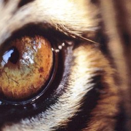 LARGE Realistic Tigers Eye 🐯🎨👁  Acrylic Painting Tutorial Step by Step  |  The Art Sherpa