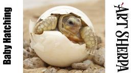 Hatching Baby Turtle  🌺🌸🌼 Animal Acrylic Painting  Technique Tutorial Step by Step  #AcrylicTutorial
