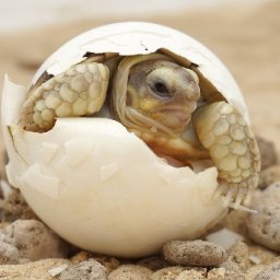 Hatching Baby Turtle  🌺🌸🌼 Animal Acrylic Painting  Technique Tutorial Step by Step  #AcrylicTutorial